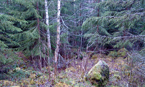 Bilden som inte kan visas föreställer en naturskog