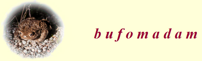 bufomadam