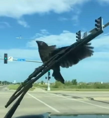 Bilden som inte kan visas visar en kråka som sitter på en vindrutetorkare